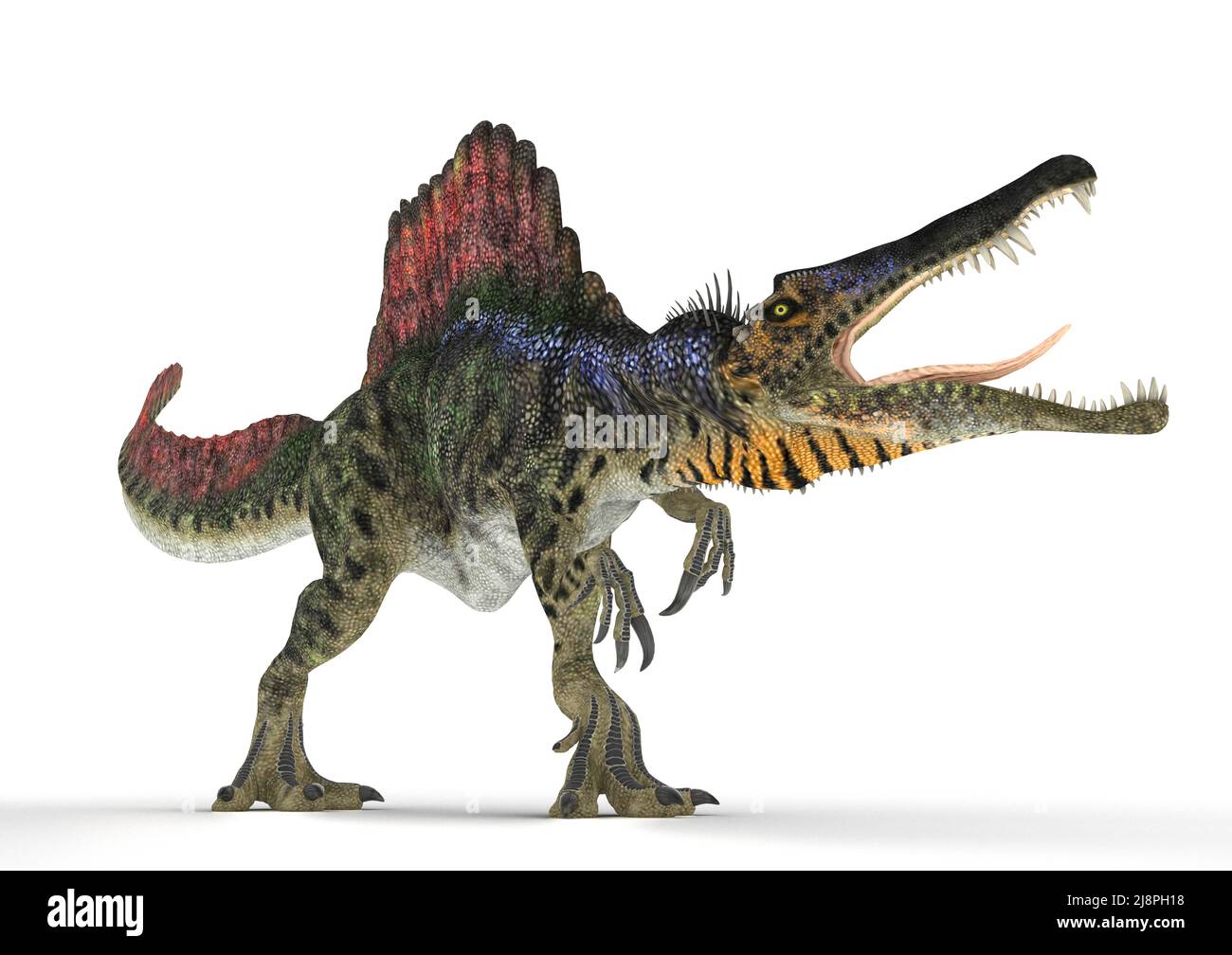 Spinosaurus dinosaur, illustration Stock Photo - Alamy