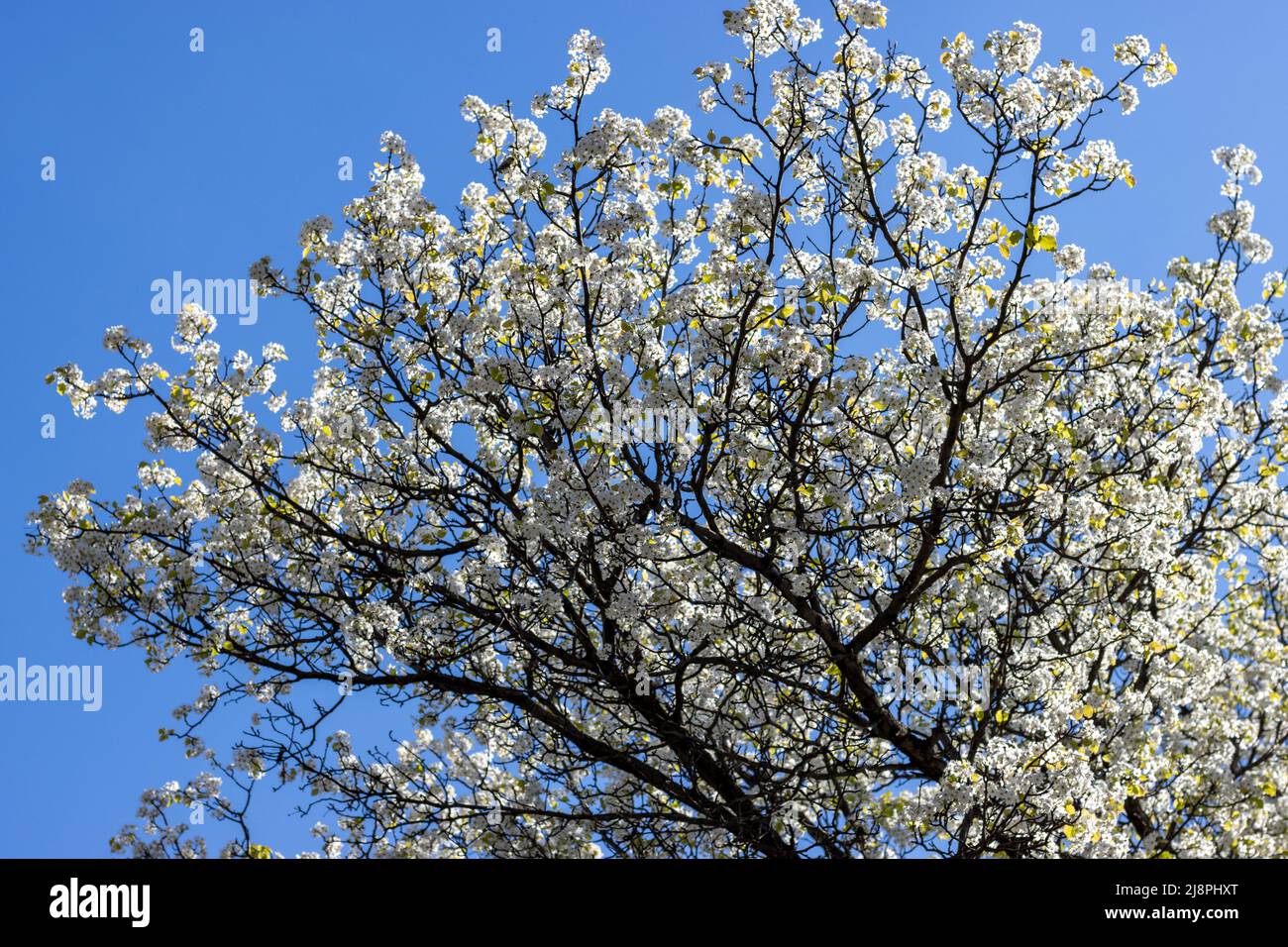 Tree with White Flowers in Spring Stock Photo
