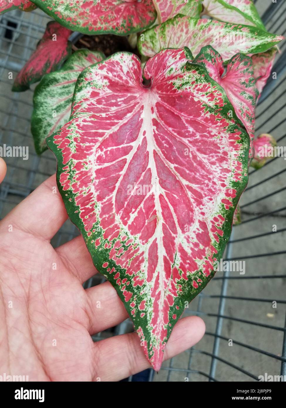 Beautiful pink and green leaf of Candy Caladium Stock Photo