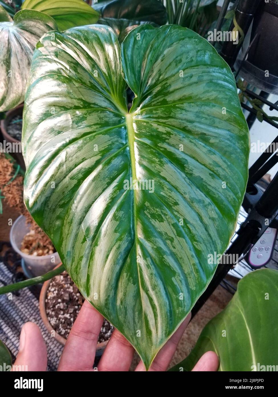 Close up of the beautiful green and silver leaf of Philodendron Sodiroi Aff Stock Photo