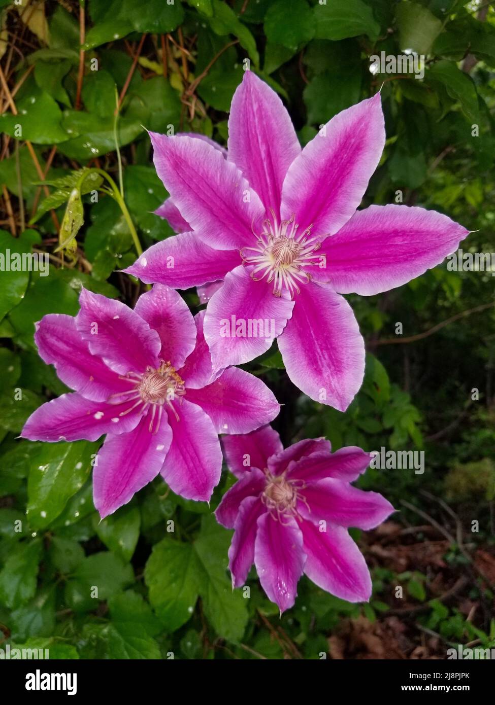 Clematis florida hires stock photography and images Alamy