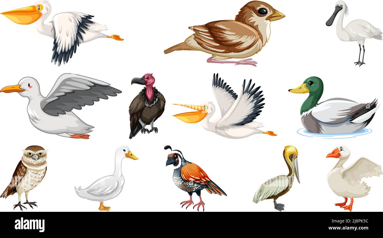 Different kinds of birds collection illustration Stock Vector Image ...