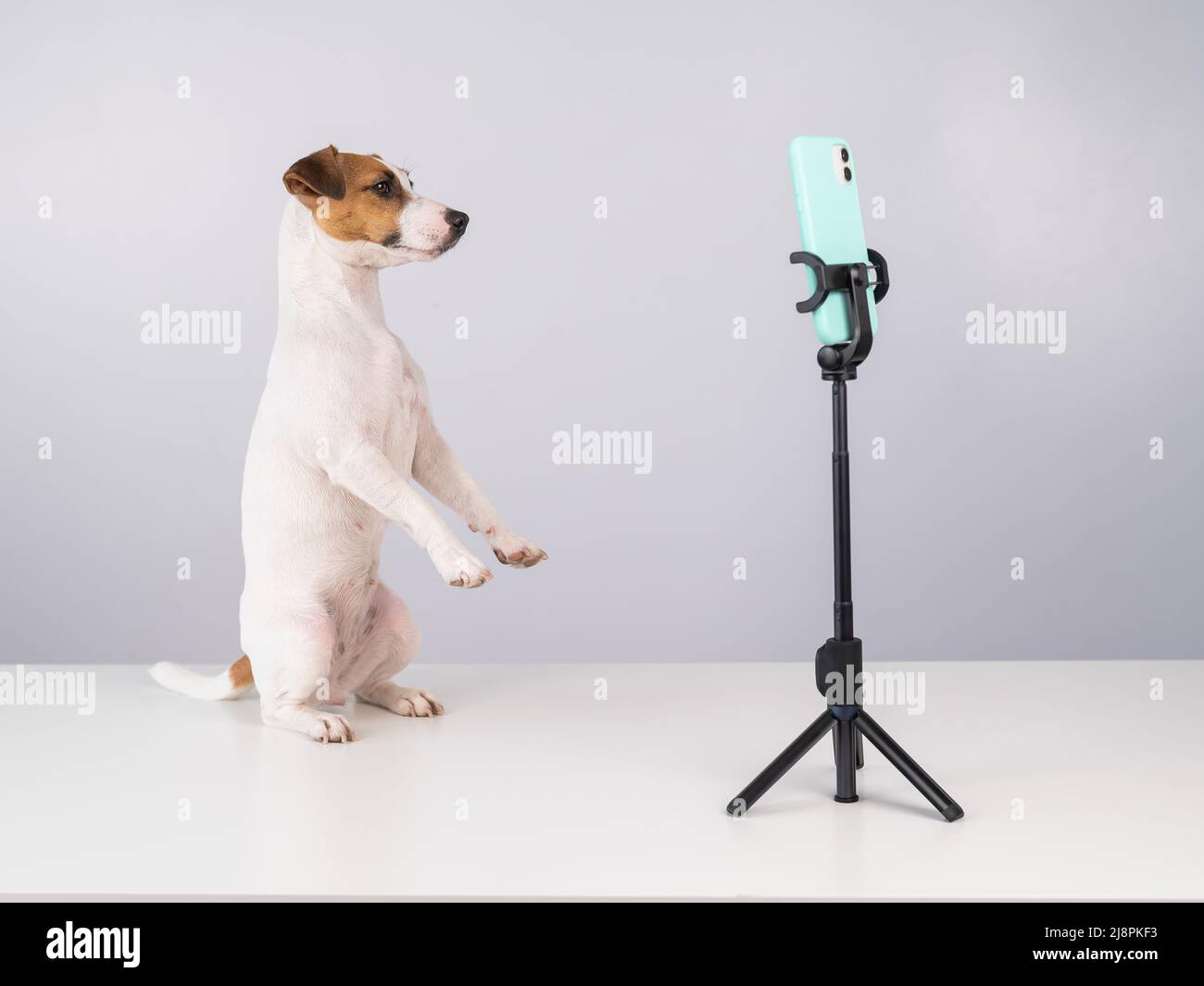 Jack Russell Terrier dog live streaming on smartphone.  Stock Photo