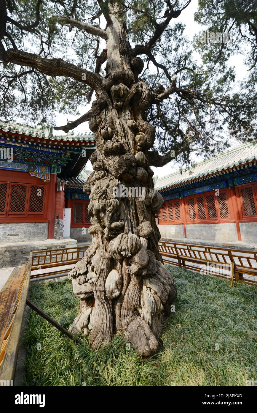 A gnarled and knobbly ancient tree trunk in the Confucius temple in Beijing, China Stock Photo