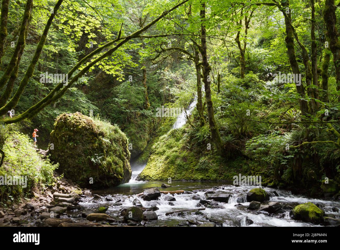 Flowing water in forest - USA - Oregon Stock Photo