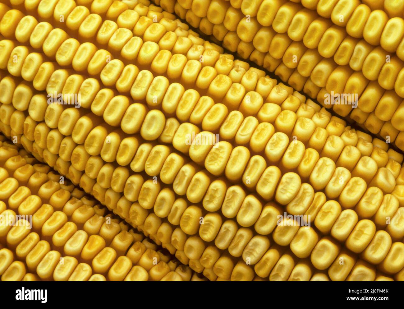 Ears of dried corn Stock Photo