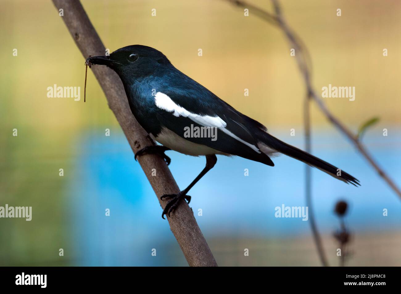 Small black magpie perched on branch with biting insect in its beak. Stock Photo