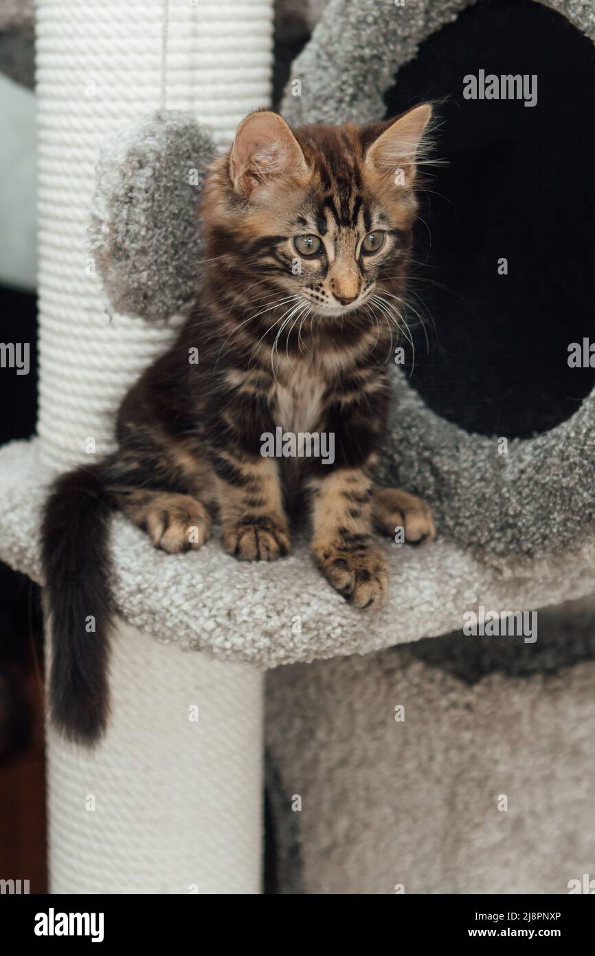 Young marble longhair bengal cat sitting on a soft cat's shelf of a cat