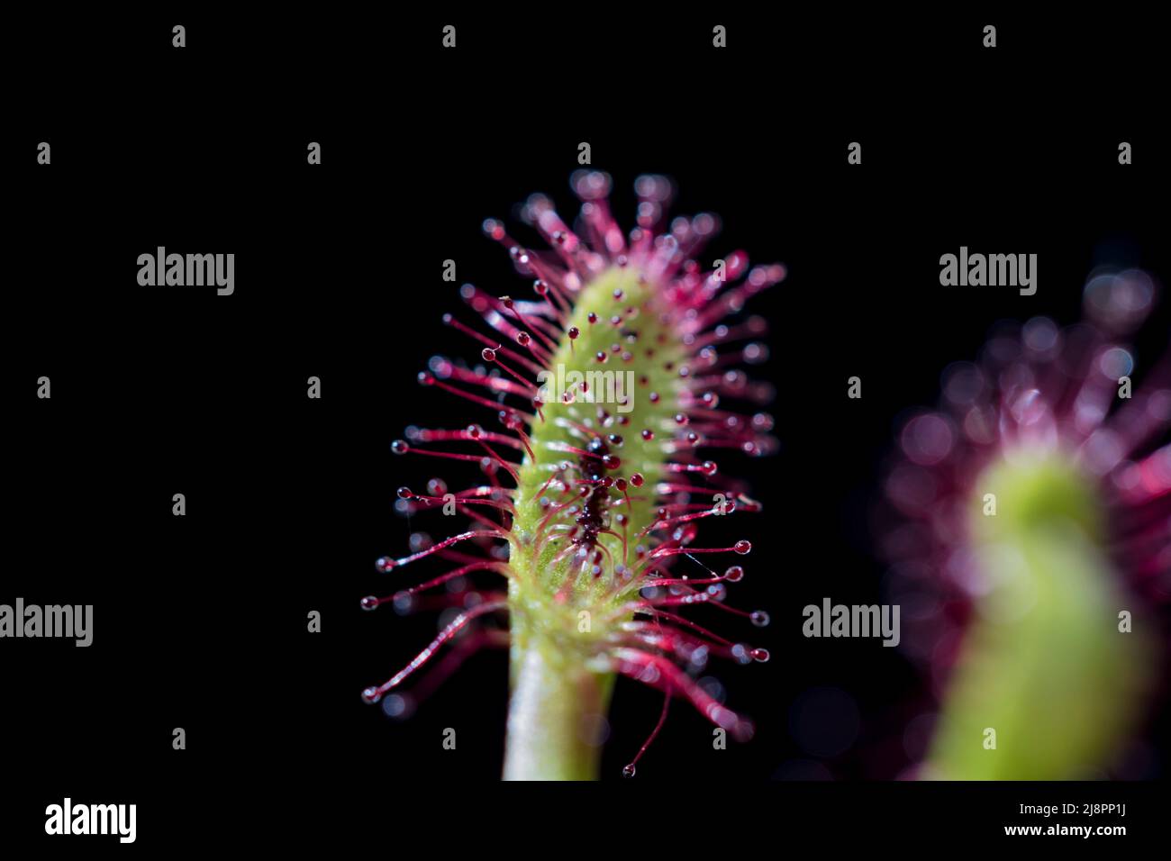 Carnivorous plant with sticky tentacles. Stock Photo