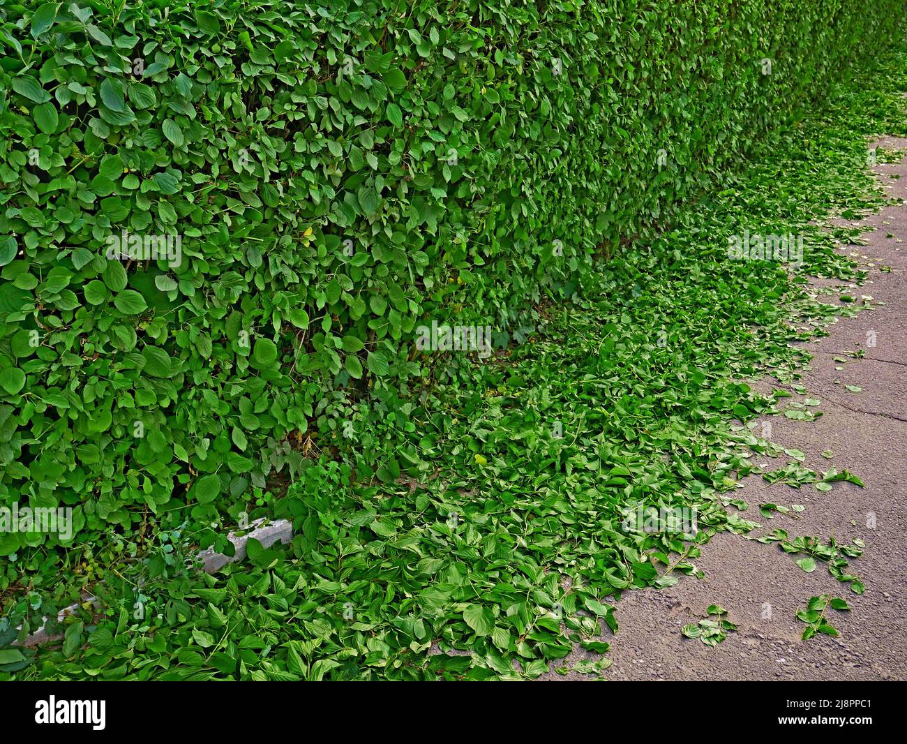 Live green fence from the bushes after spring pruning, part of the leaves lie on the asphalt pavement Stock Photo