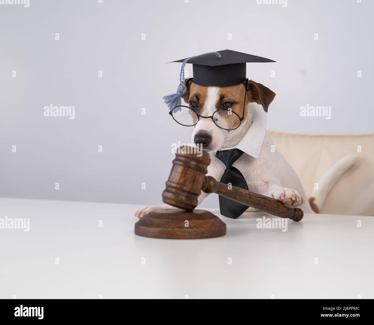 Dog jack russell terrier dressed as a judge and holding a gavel on a white background Stock