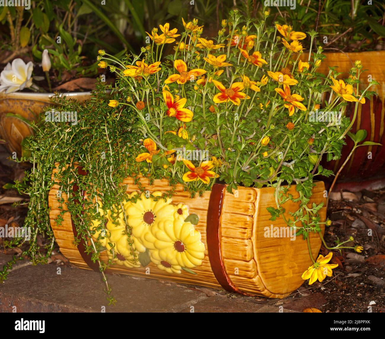 Unusual and decorative ceramic container / pot with yellow flowers and green foliage of Bidens, a perennial plant in a garden in Australia Stock Photo