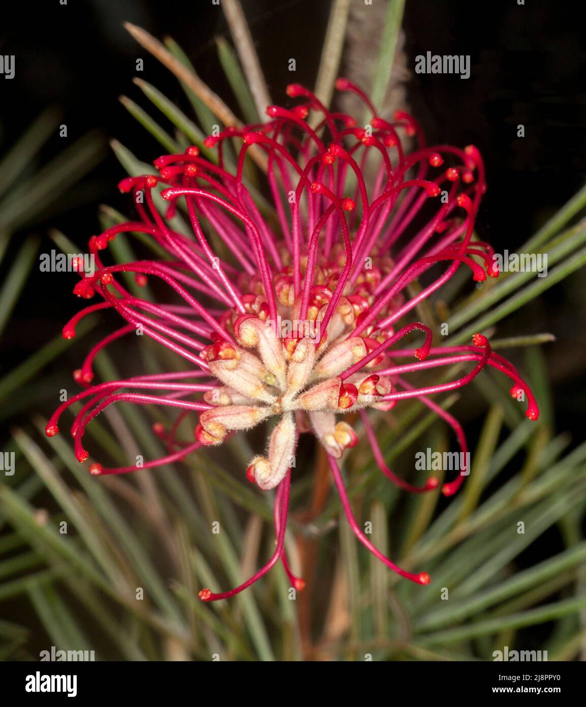 Stunning vivid red flower of Grevillea 'Pride of Anzac', a drought tolerant  Australian native shrub, on a background of dark green leaves Stock Photo