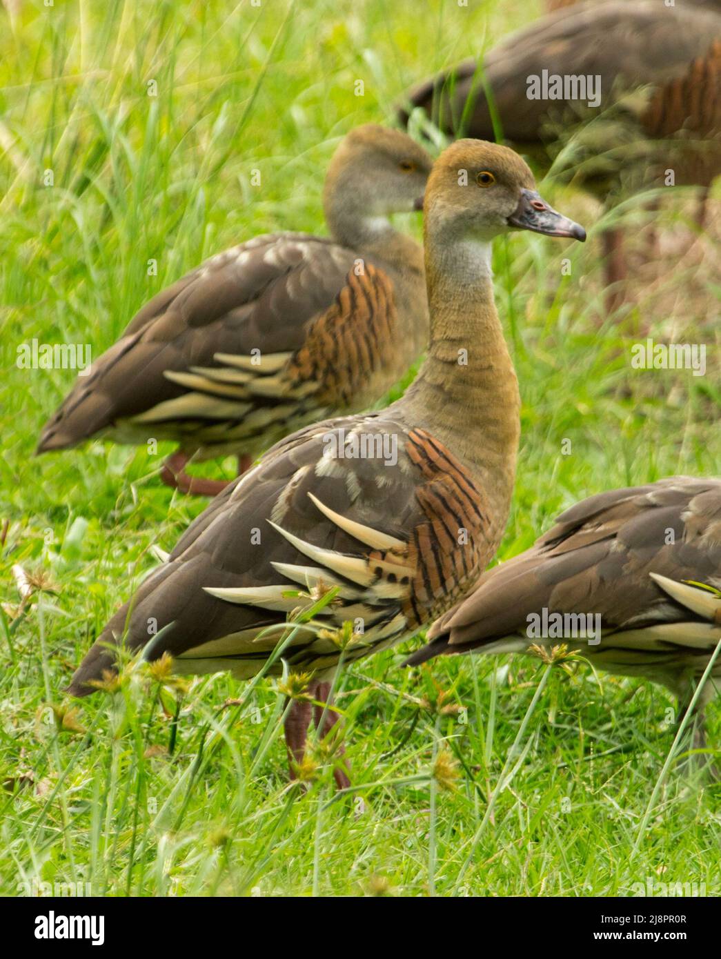 Beautiful and alert Whistling Duck, Dendrocygna eytoni, standing on emerald grass beside water in Australia Stock Photo