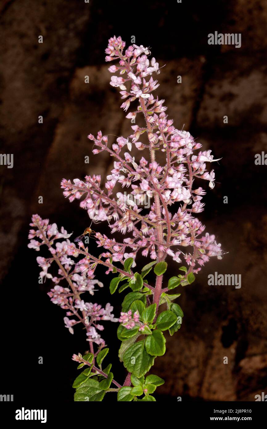 Cluster of beautiful pale pink flowers of Plectranthus chimanimaniensis 'Pink Kisses', drought tolerant perennial garden plant on dark background Stock Photo