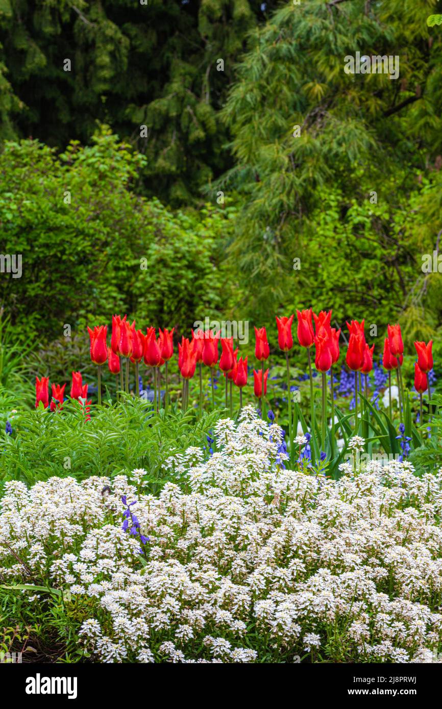 Colourful garden scene of red, white, and blue flowers against a ...