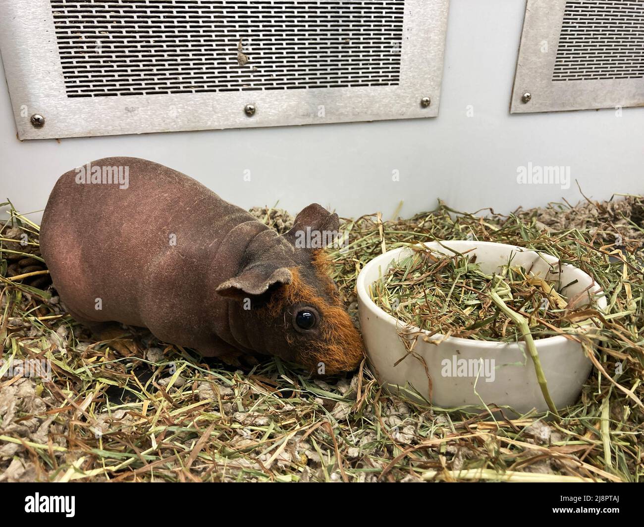 Hairless guinea pig next to feeding bowl. Stock Photo