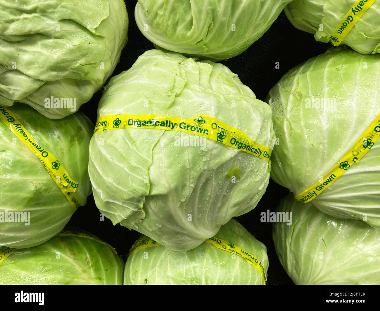 Fresh organically grown green cabbage on display in the vegetable section of a grocery store. Stock Photo