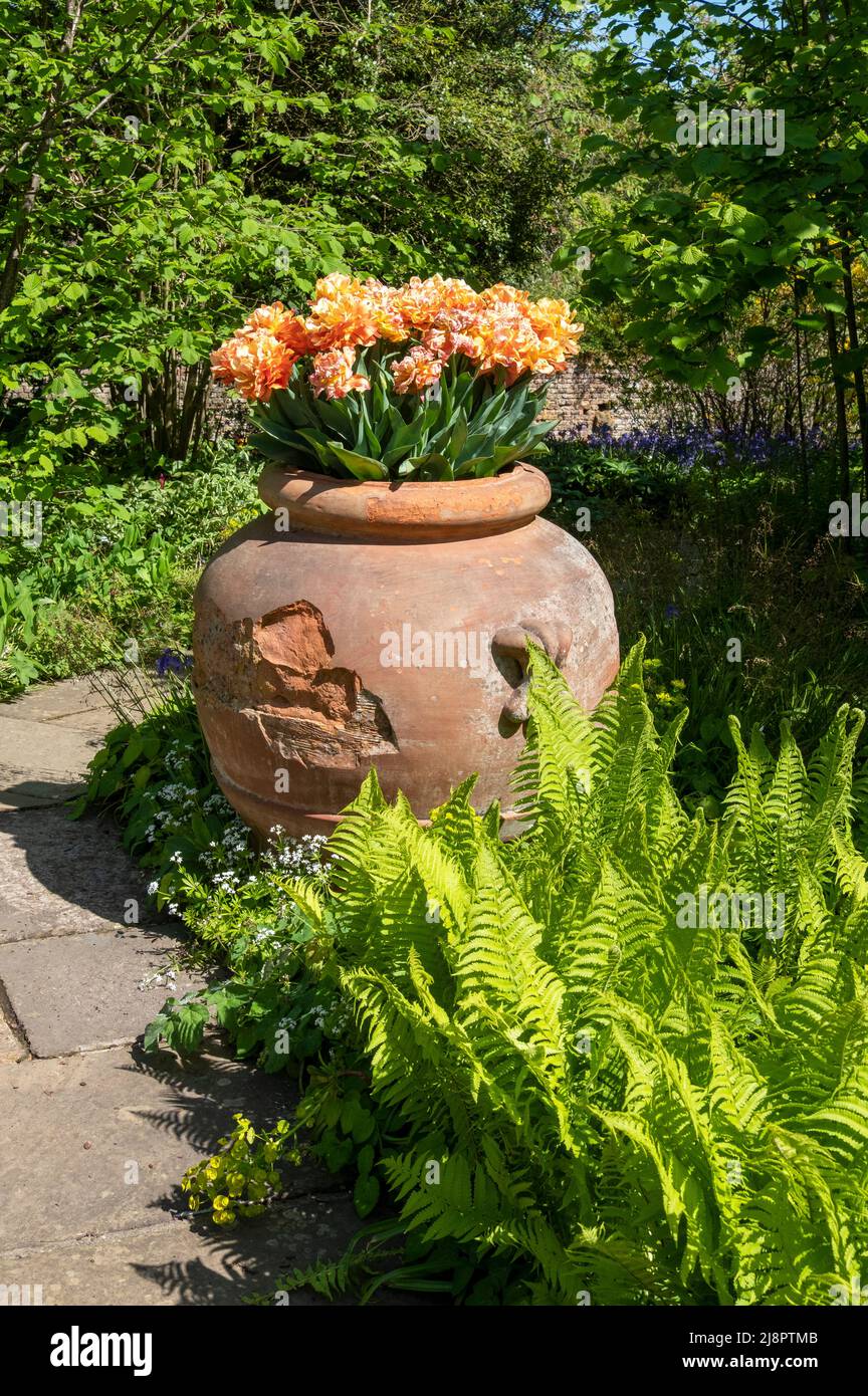 Tulip Planter, terracotta container, spring, UK Stock Photo