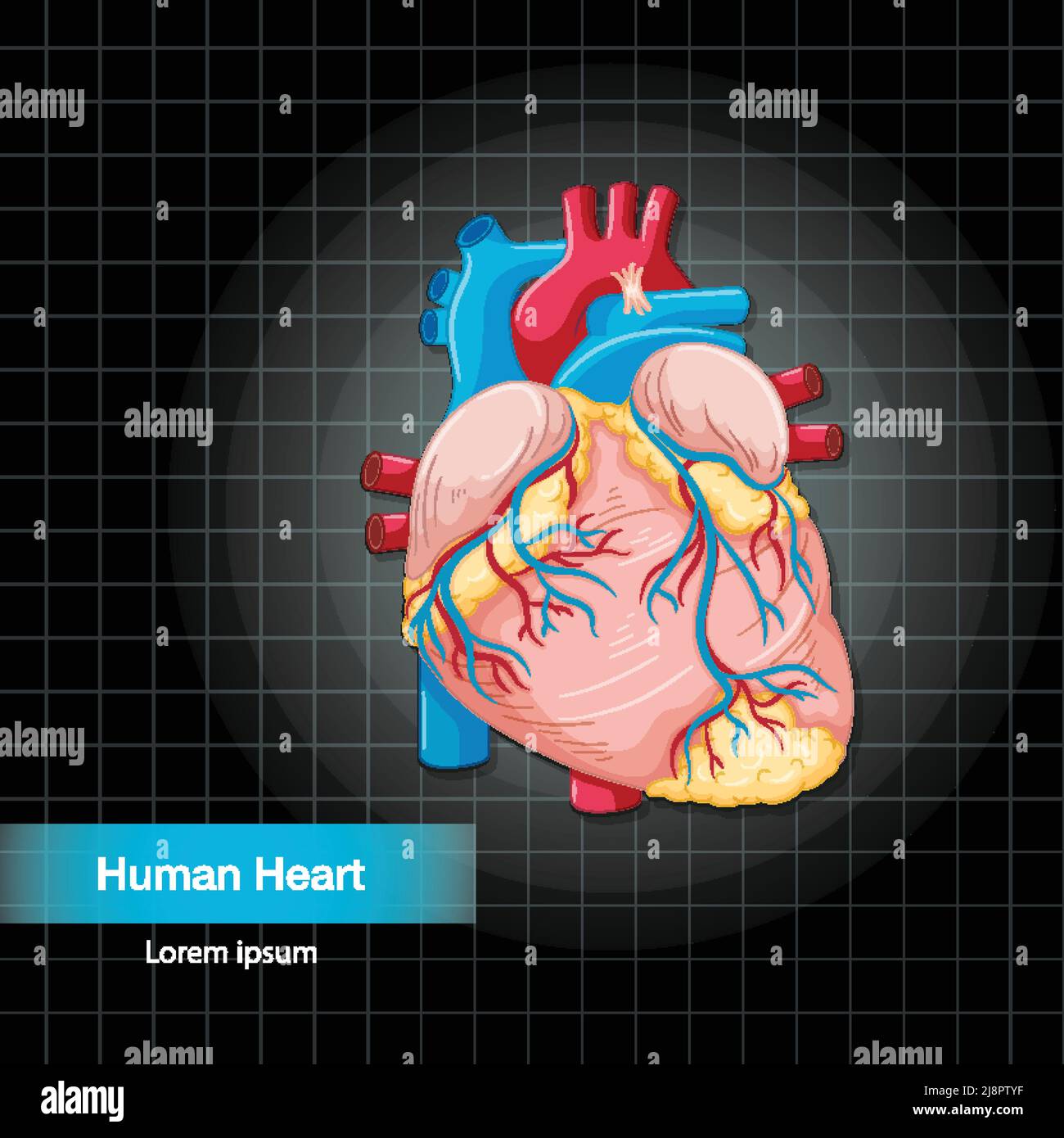 Human internal organ with heart illustration Stock Vector