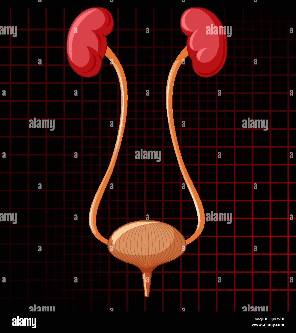 Human internal organ with kidneys and bladder illustration Stock Vector ...