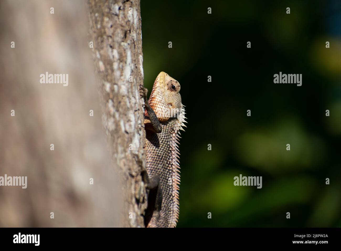 Concepts of reptiles hi-res stock photography and images - Alamy