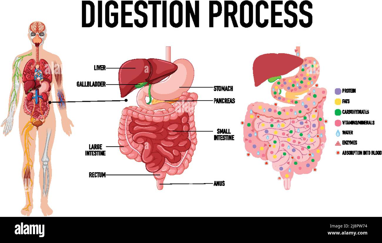 List Digestion Process Diagram showing digestion process illustration Stock Vector Image & Art ...