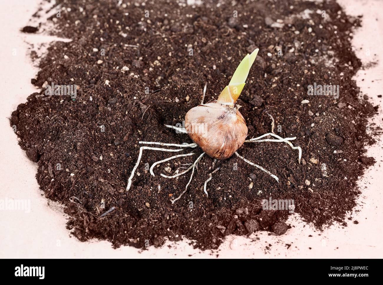 One flower bulb with roots on ground , gardening Stock Photo