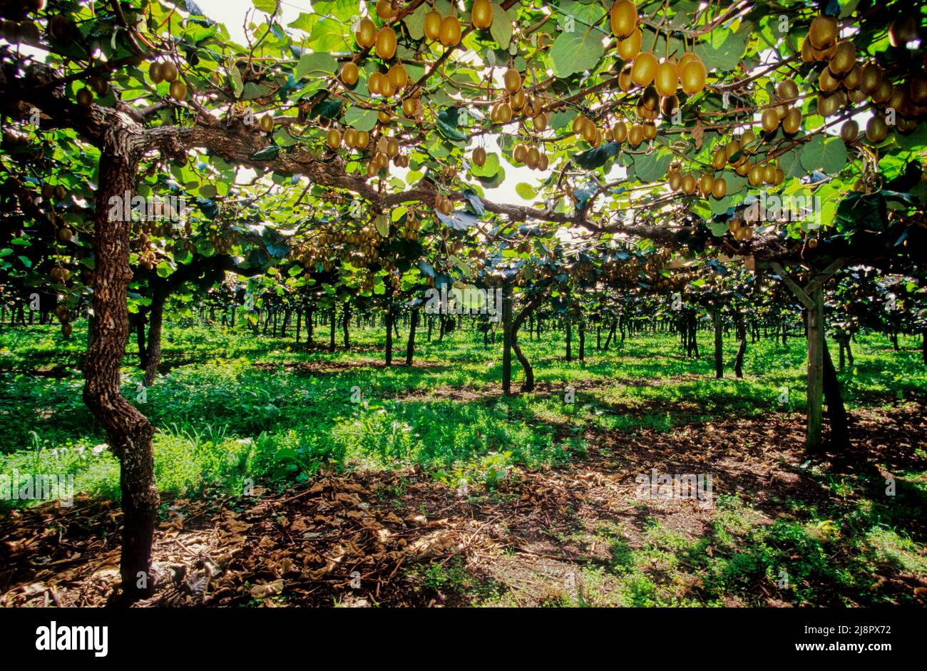 Kiwi hayward plant hi-res stock photography and images - Alamy