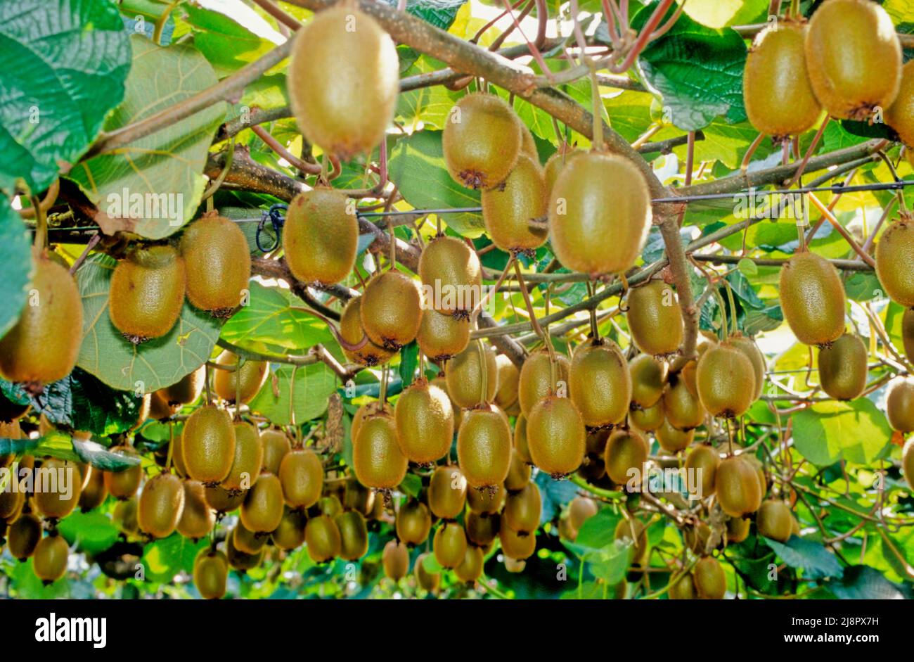 Kiwi hayward plant hi-res stock photography and images - Alamy