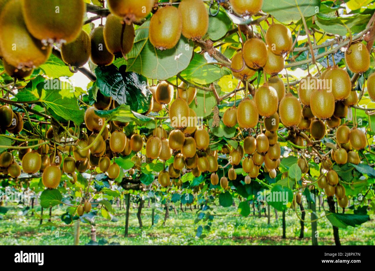 Kiwifruit or kiwi is a major horticultural export earner for New Zealand Stock Photo Alamy
