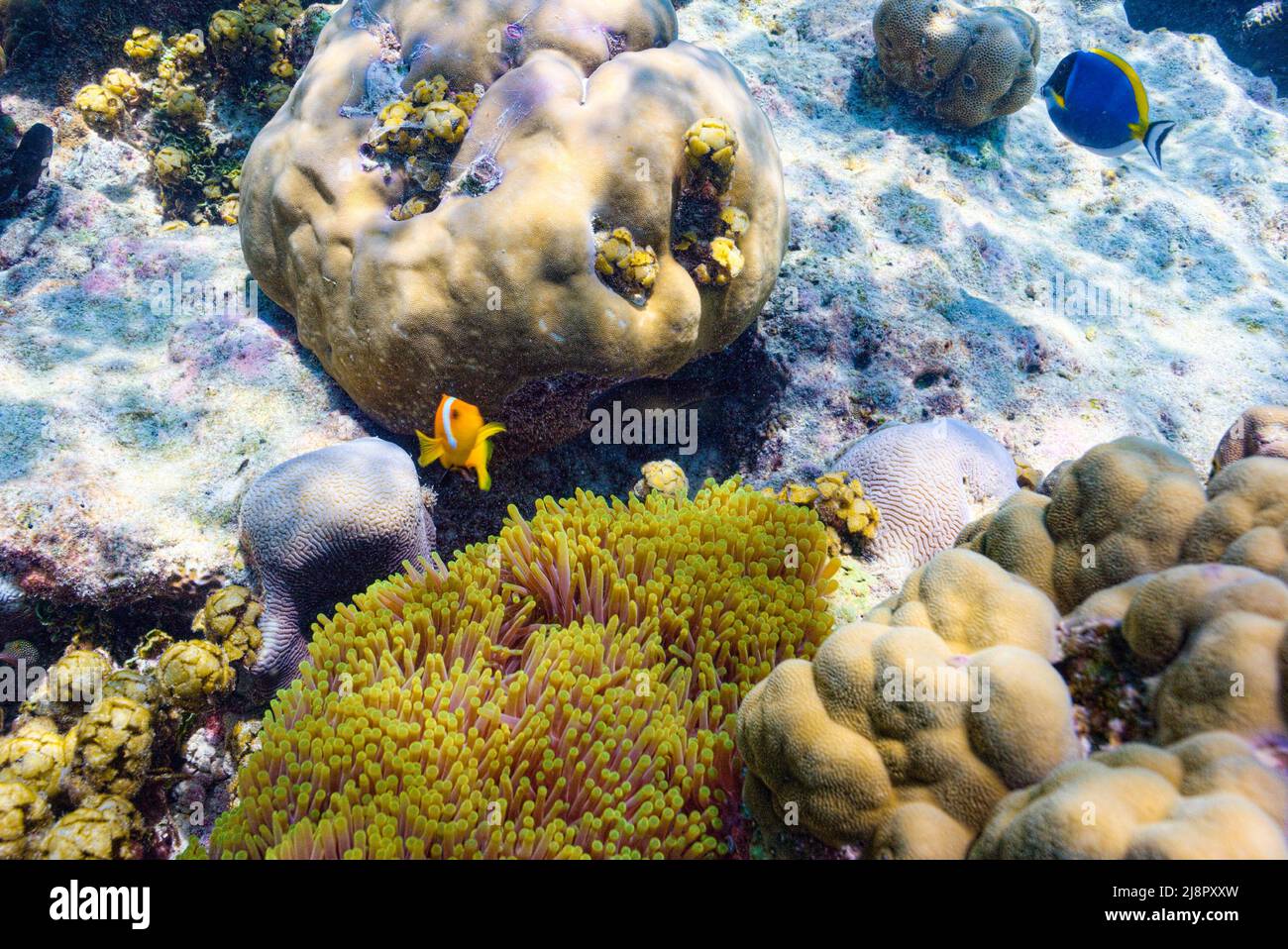 The magnificent underwater world of the Maldives. Omadhoo (Alif Dhaal