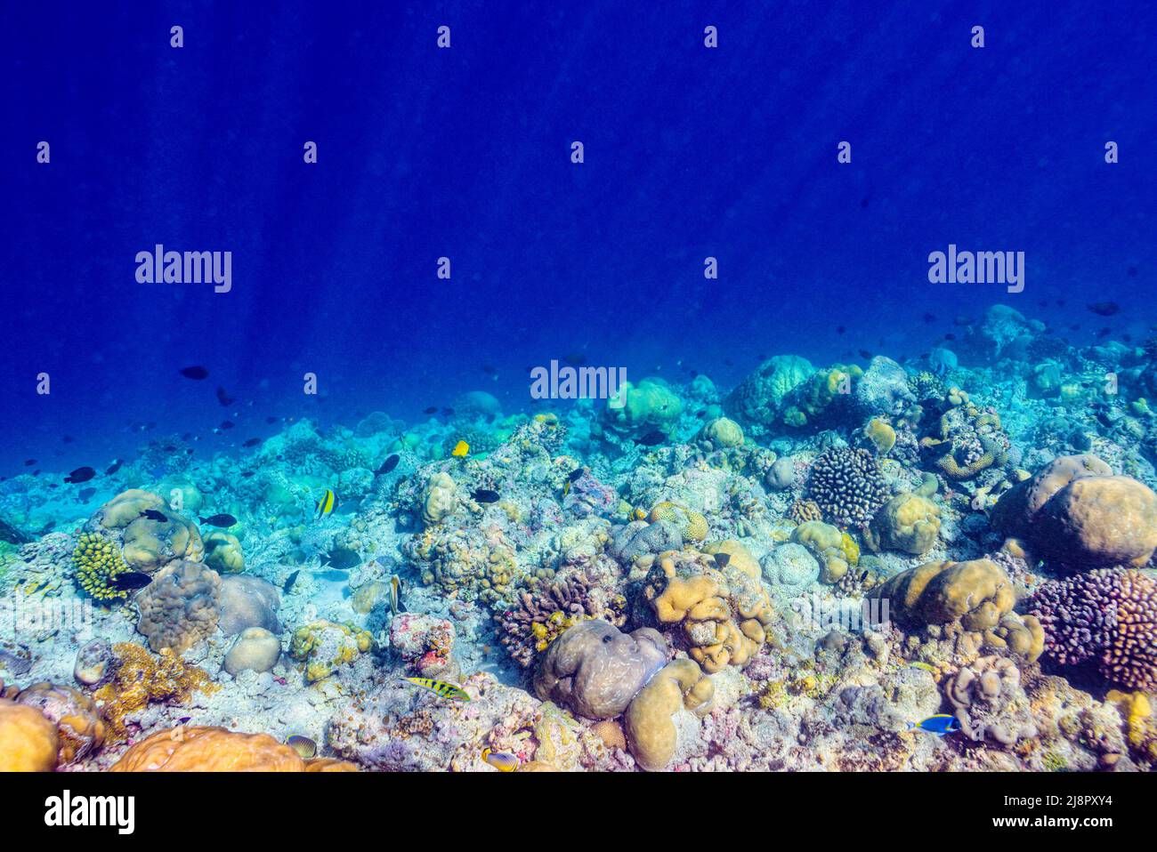 The magnificent underwater world of the Maldives. Omadhoo (Alif Dhaal