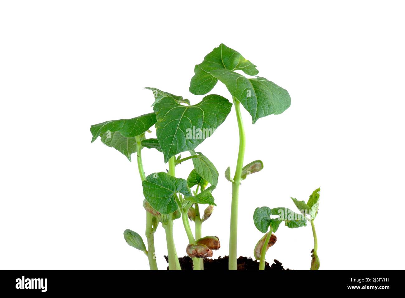 Grain bean shoots. Bean sprouts, stems and leaves on a white background