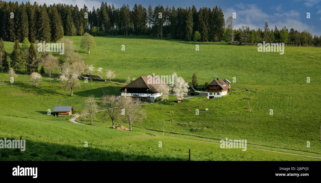 Black Forest farm in spring, Trescherhof, Eckbach, Titisee-Neustadt, Black Forest, Baden-Württemberg, Germany Stock Photo
