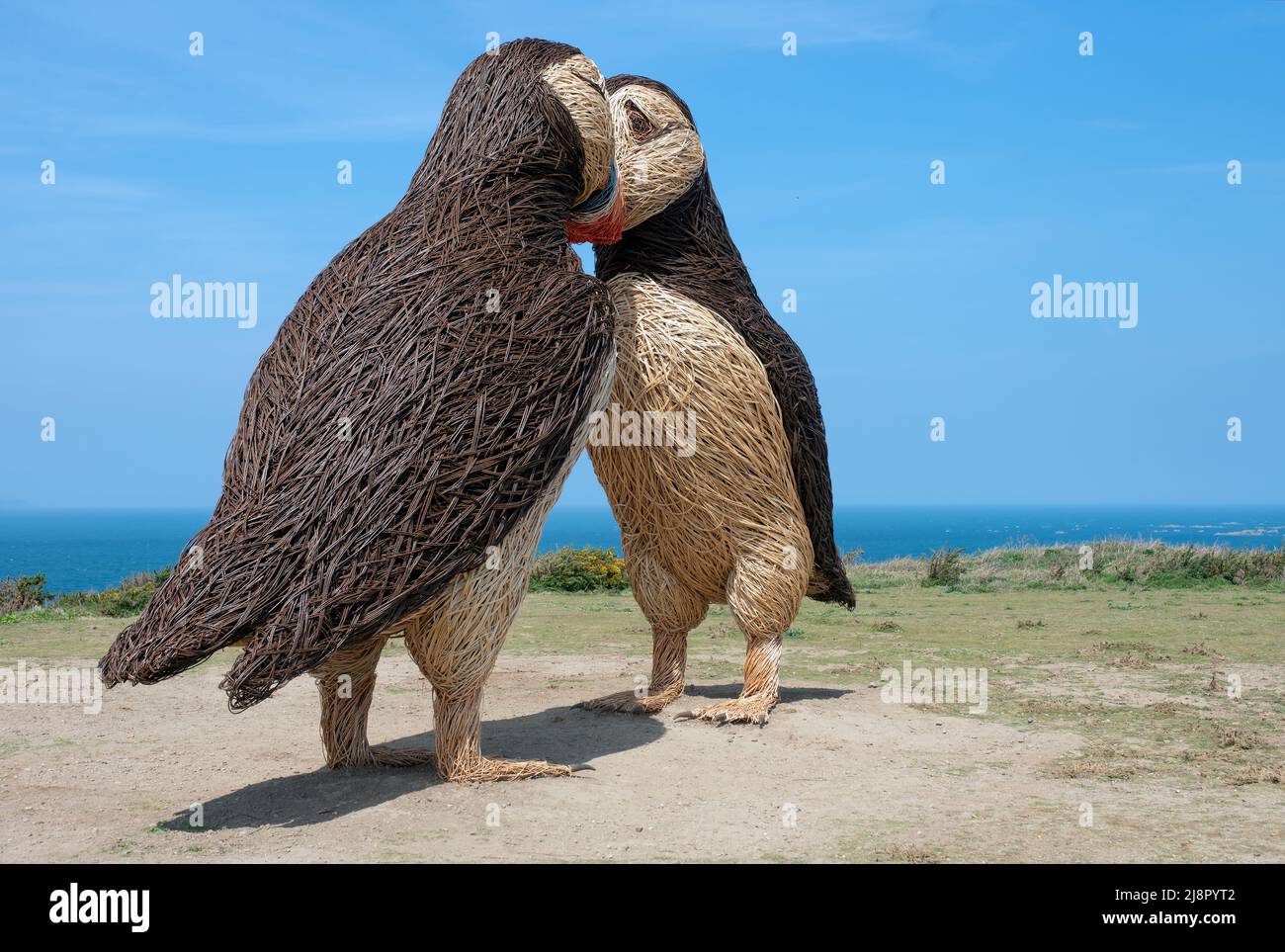 Woven wicker Puffins in Jersey Stock Photo