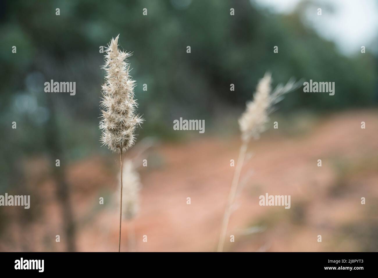 Australian weed plants hi-res stock photography and images - Alamy