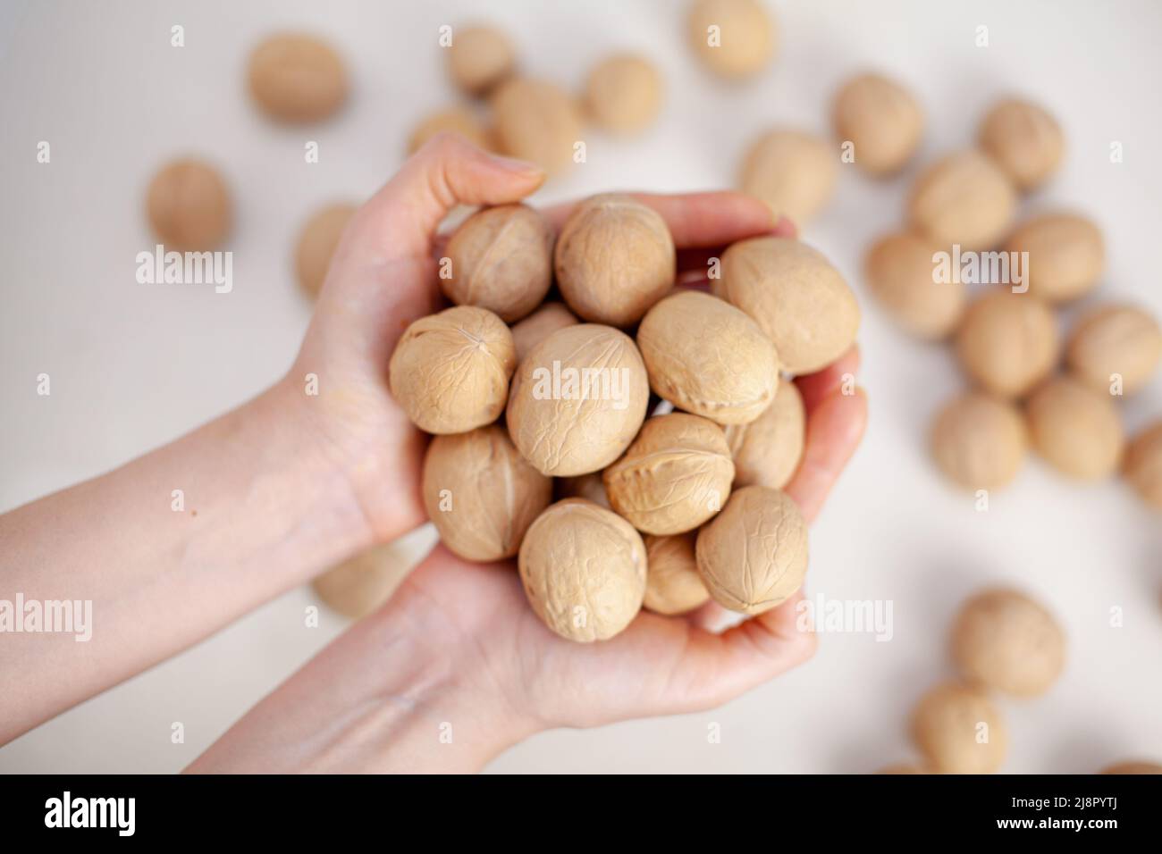 A lot of whole walnuts in women's hands on a white background closeup