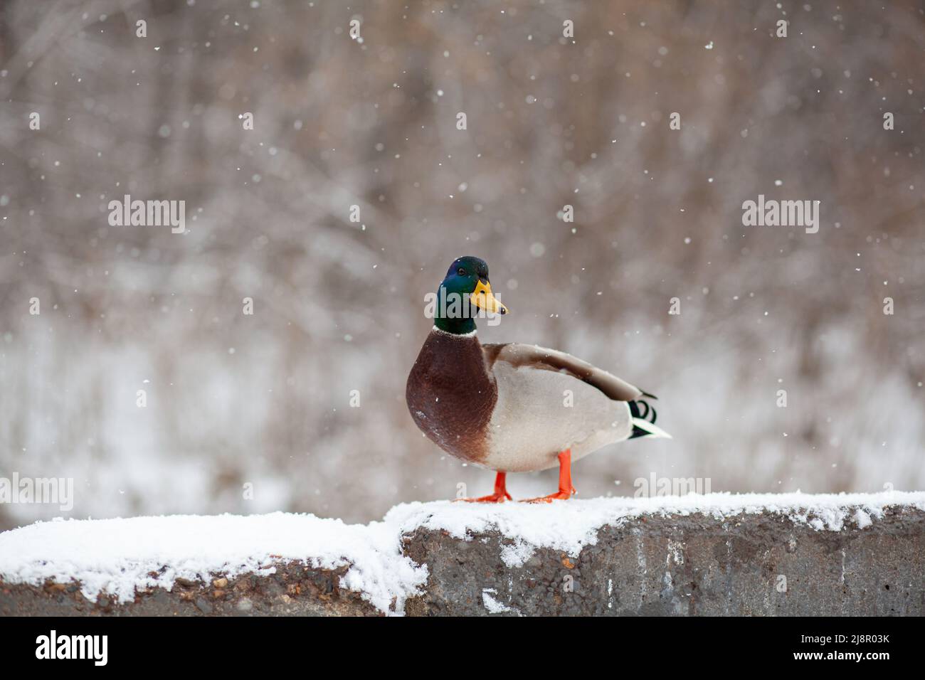 Winter portrait of a duck in a winter public park. Duck birds are