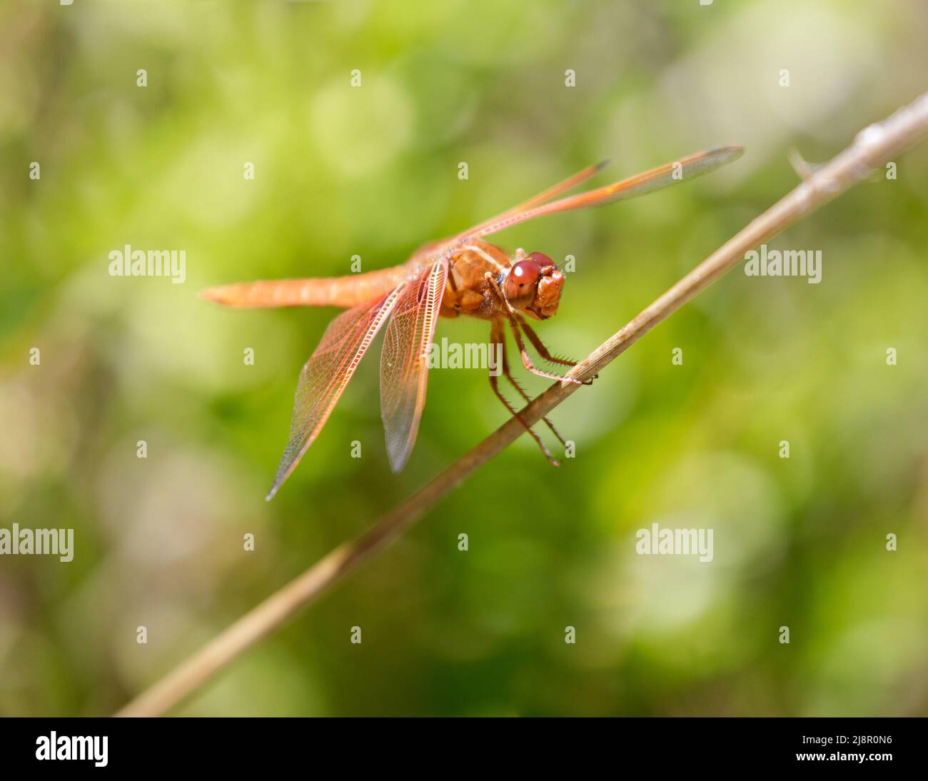 Flame (firecracker) Skimmer perched on water grass. Foothills Park, Santa Clara County, California, USA. Stock Photo