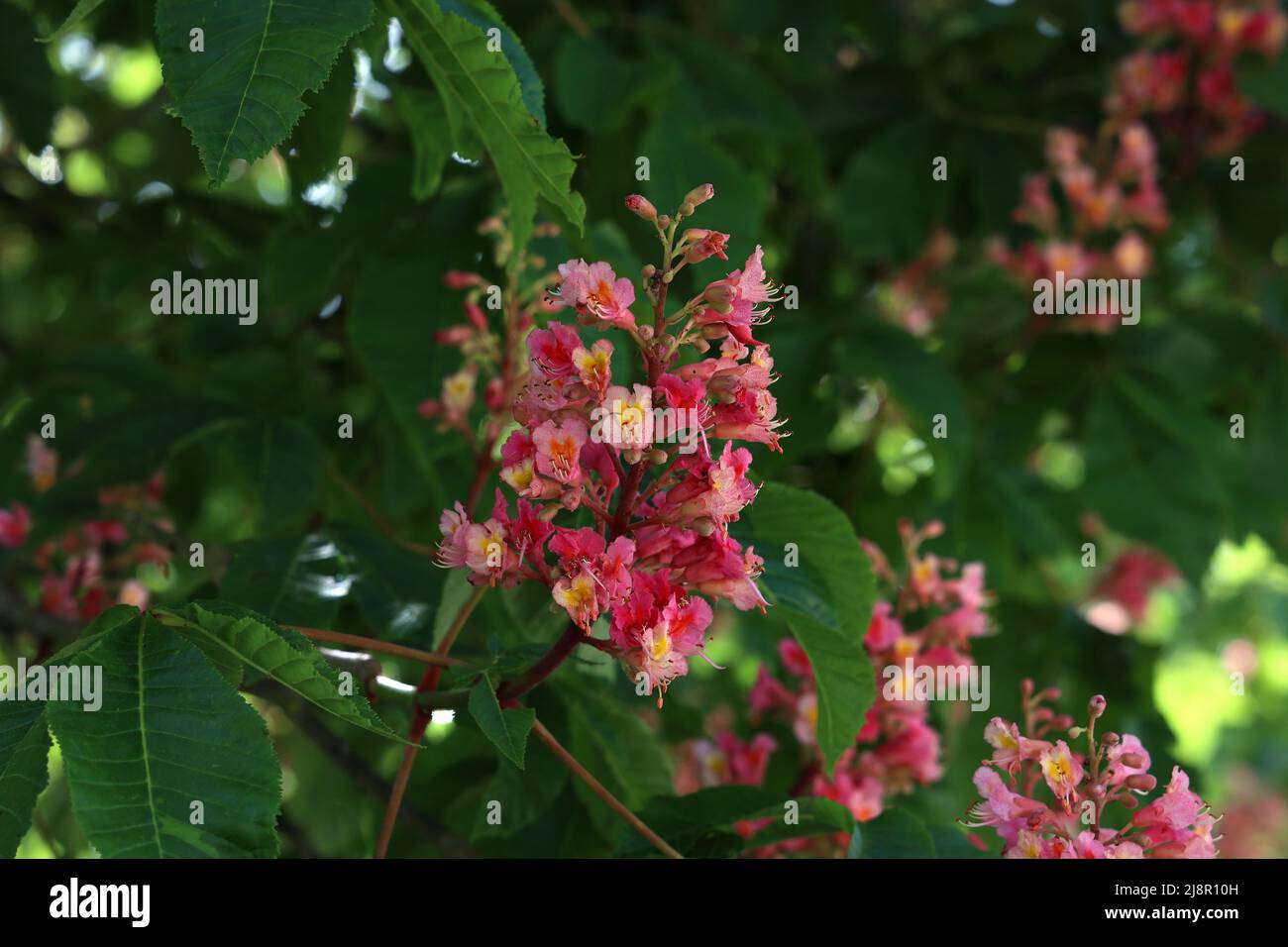 Red Chestnut, Aesculus carnea, Hybrid Aesculus hippocastanum Stock ...