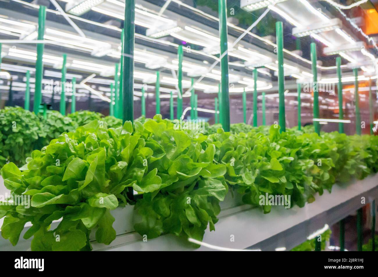 Soilless culture of vegetables under artificial light. Organic