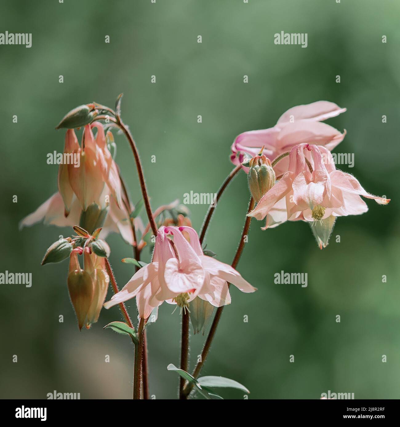 Catchment, or Eagles, or Aquilegia, a genus of herbaceous perennial plants of the Ranunculaceae family. Members of the genus are native to the Norther Stock Photo