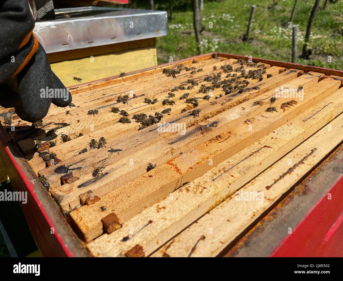 Beekeeper opening a hive frame with honeybees Stock Photo
