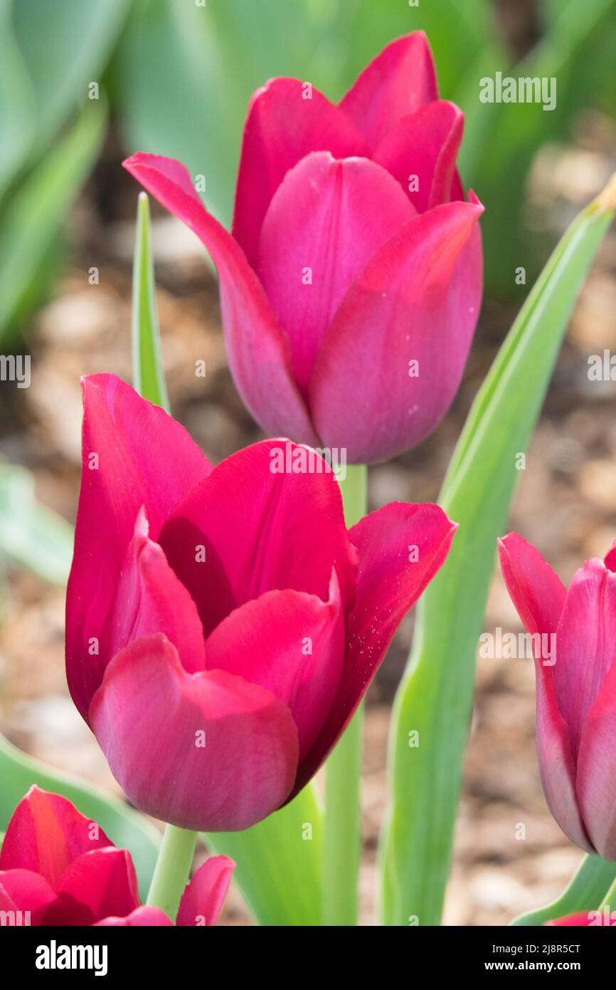 Lily group Tulips 'Merlot' Tulip Tulipa Stock Photo