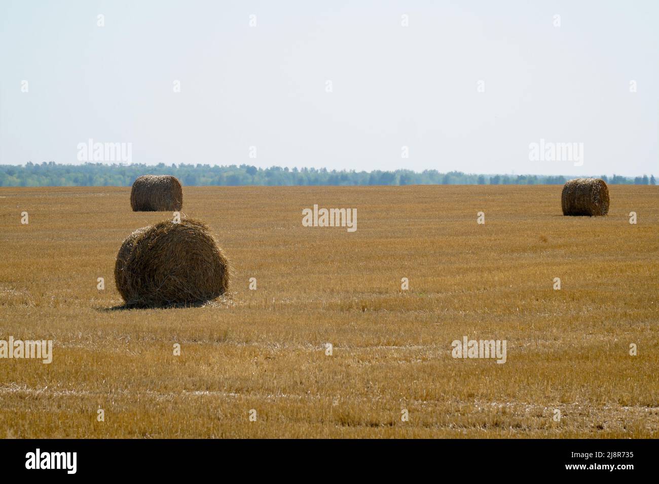 Hay in rolls on a mown field Stock Photo - Alamy