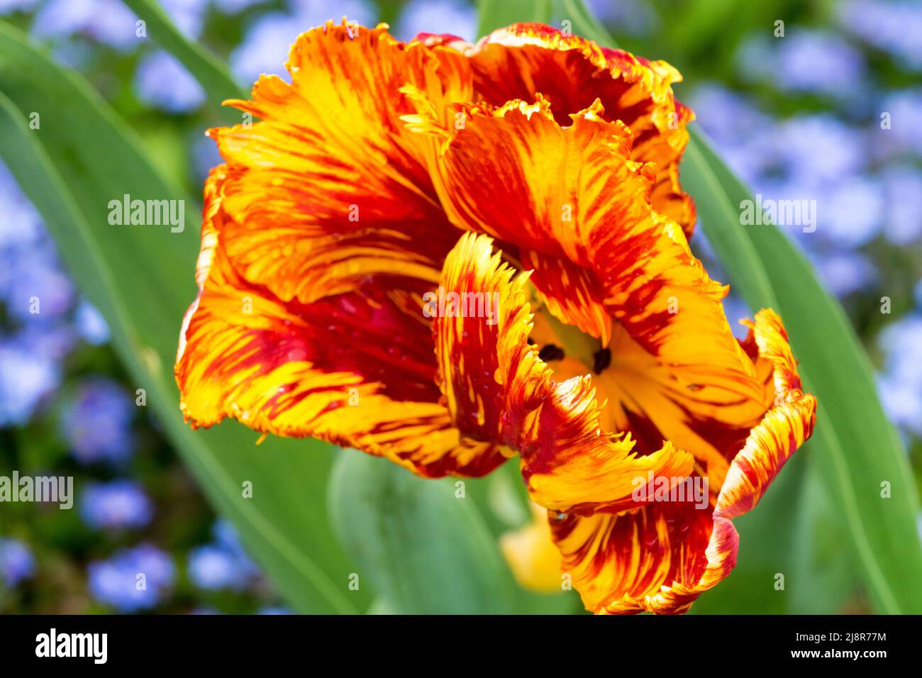 Red yellow tulip brindle flower flaming parrot tulip Stock Photo