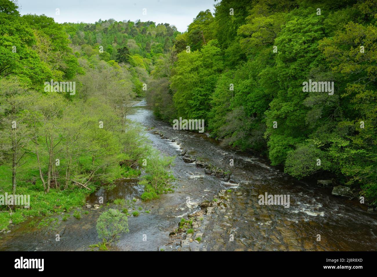 River Allen from Cupola Bridge, Whitfield, Northumberland Stock Photo Alamy