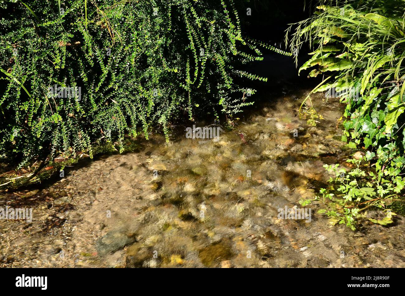 Bubbling stream in Litton Cheney village near Dorchester in West Dorset, UK Stock Photo