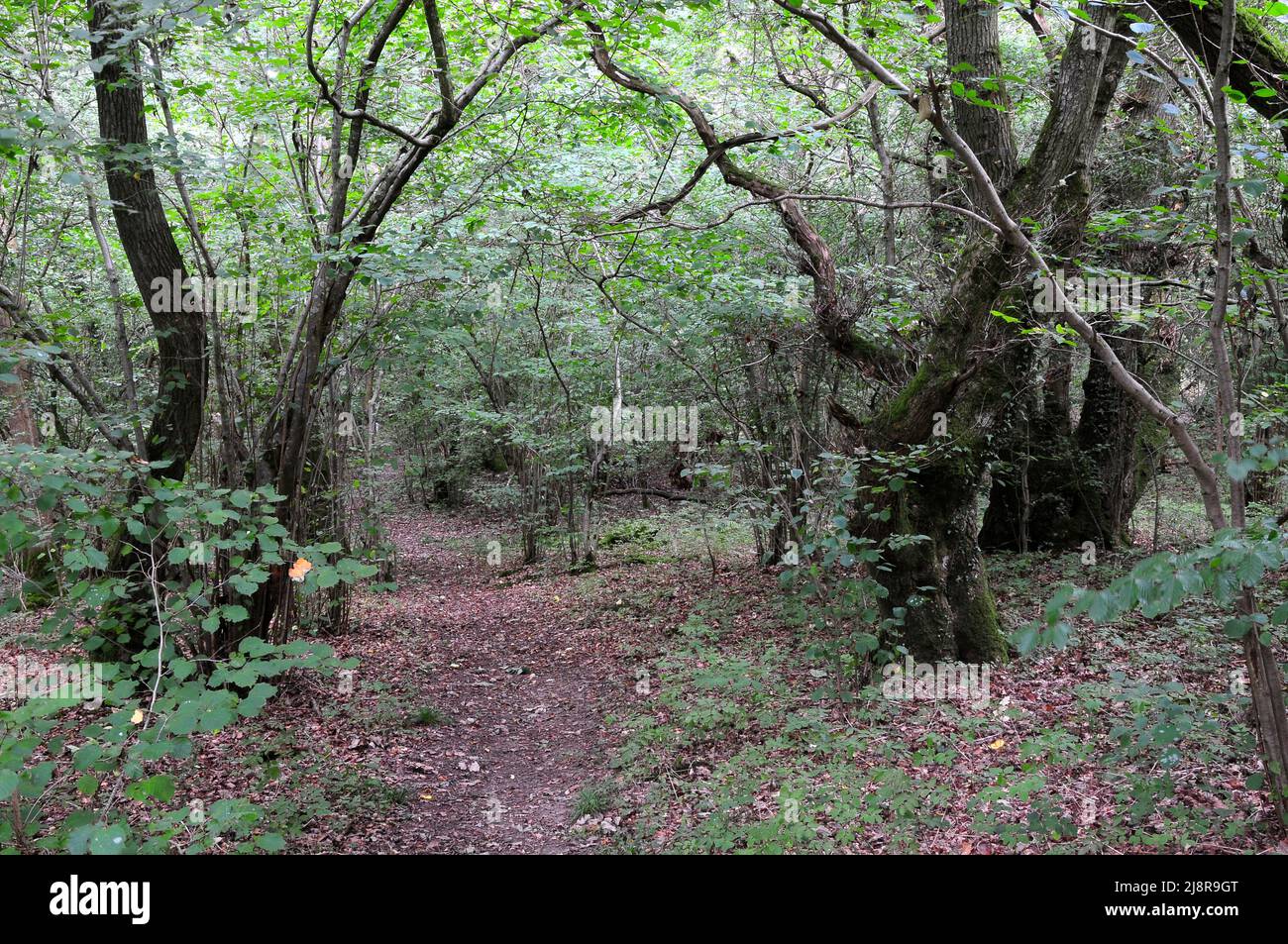 Clanger Wood, Woodland Trust site near Westbury, Wiltshire, UK Stock Photo